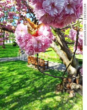 Pink cherry blossom flowers blooming on a tree branch in a sunny park with green grass and soft background blur. Image represents springtime, tranquility, natural beauty and seasonal renewal 136351144