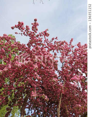 Pink flowering trees with dense blossoms reaching into clear spring sky in a city park. Image represents seasonal abundance, renewal and vibrant energy of nature Pink flowering trees with dense blossoms reaching into clear spring sky in a city park. Image represents seasonal abundance, renewal and vibrant energy of nature 136351152