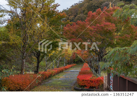 日本鳥取縣日野郡日南町元山橋上的秋葉 日本鳥取縣日野郡日南町元山橋上的秋葉 136351247
