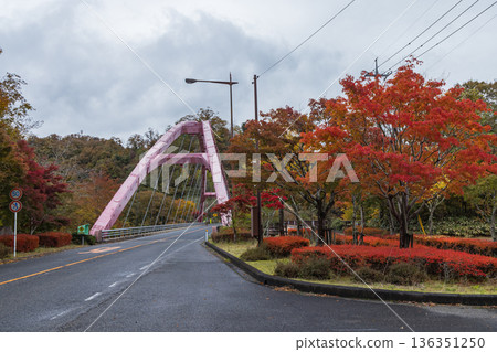 日本鳥取縣日野郡日南町元山橋上的秋葉 136351250