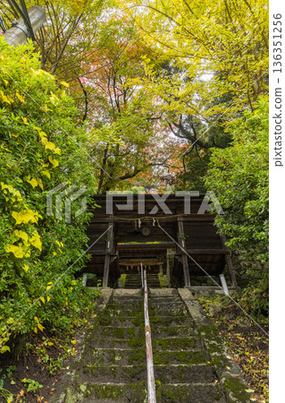 日本鳥取縣日野郡日南町鬱山神社的秋葉，一列火車正穿越神社。 136351256