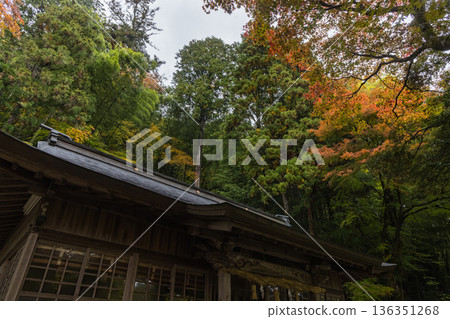 日本鳥取縣日野郡日南町鬱山神社的秋葉,一列火車正穿越神社。 日本鳥取縣日野郡日南町鬱山神社的秋葉,一列火車正穿越神社。 136351268