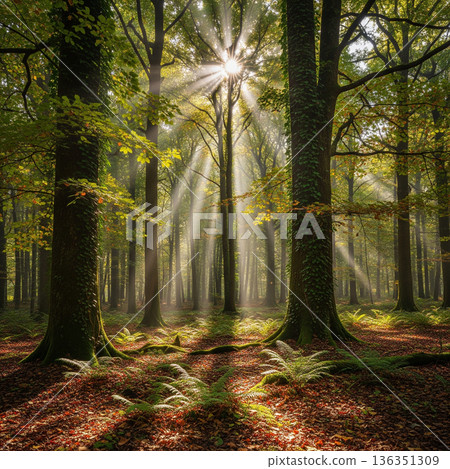 陽光透過樹葉灑落在森林裡，營造出柔和的氛圍。 136351309