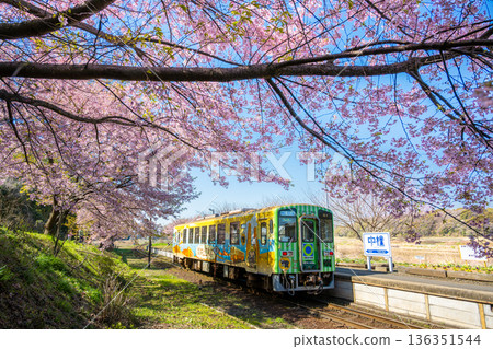 A decorated train and cherry blossoms in full bloom at Nakane Station on the Hitachinaka Seaside Railway Minato Line A decorated train and cherry blossoms in full bloom at Nakane Station on the Hitachinaka Seaside Railway Minato Line 136351544