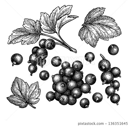 Blackcurrant set. Engraving style illustration. Blackcurrant set. Engraving style illustration. 136351645