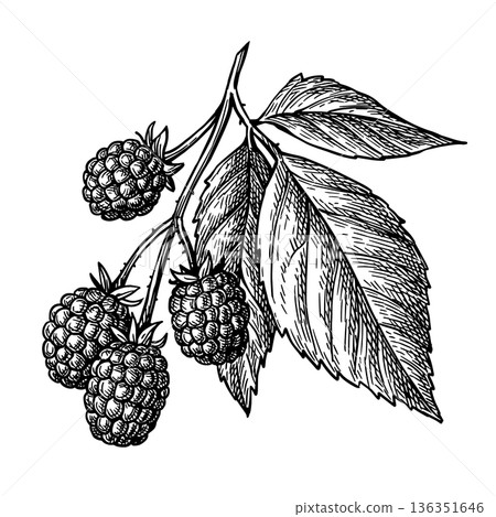 Blackberry branch Hand-drawn ink illustration 136351646