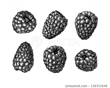 Blackberries ink sketch 136351648
