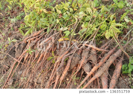 bombax ceiba root stock on field for harvest 136351759