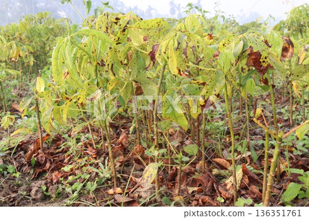 bombax ceiba root stock on field for harvest bombax ceiba root stock on field for harvest 136351761
