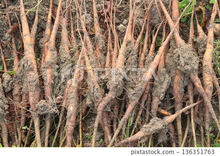 bombax ceiba root stock on field for harvest bombax ceiba root stock on field for harvest 136351763