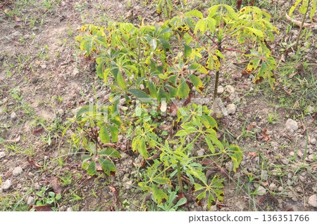 bombax ceiba root stock on field for harvest bombax ceiba root stock on field for harvest 136351766
