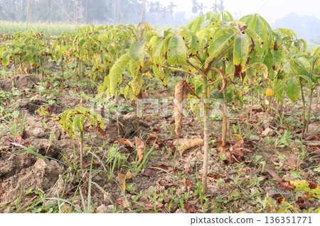 bombax ceiba root stock on field for harvest 136351771