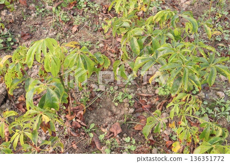 bombax ceiba root stock on field for harvest 136351772