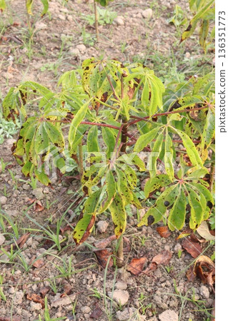 bombax ceiba root stock on field for harvest bombax ceiba root stock on field for harvest 136351773
