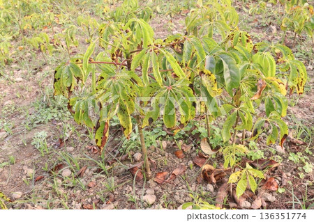 bombax ceiba root stock on field for harvest 136351774