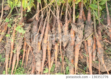 bombax ceiba root stock on field for harvest 136351776