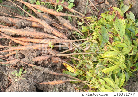 bombax ceiba root stock on field for harvest bombax ceiba root stock on field for harvest 136351777