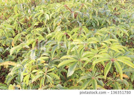 bombax ceiba root stock on field for harvest 136351780