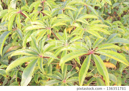 bombax ceiba root stock on field for harvest bombax ceiba root stock on field for harvest 136351781
