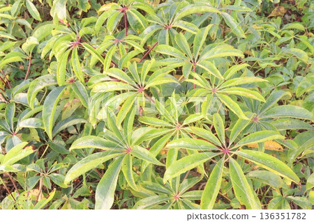 bombax ceiba root stock on field for harvest bombax ceiba root stock on field for harvest 136351782