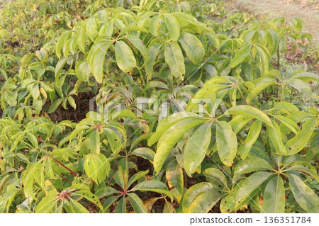 bombax ceiba root stock on field for harvest bombax ceiba root stock on field for harvest 136351784