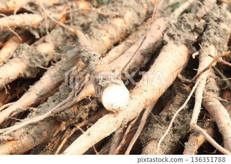 bombax ceiba root stock on field for harvest bombax ceiba root stock on field for harvest 136351788