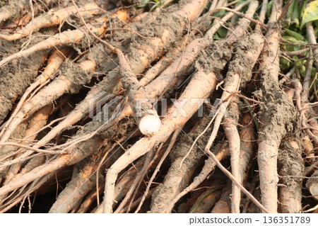 bombax ceiba root stock on field for harvest 136351789