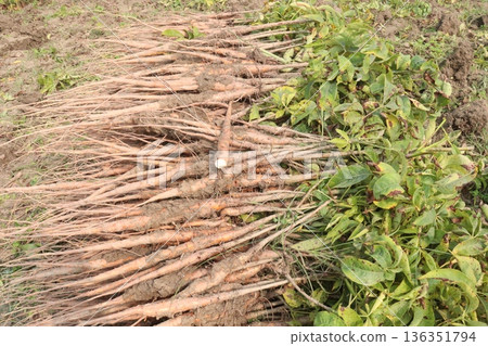 bombax ceiba root stock on field for harvest bombax ceiba root stock on field for harvest 136351794