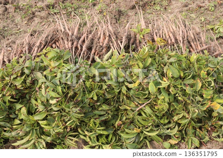 bombax ceiba root stock on field for harvest bombax ceiba root stock on field for harvest 136351795