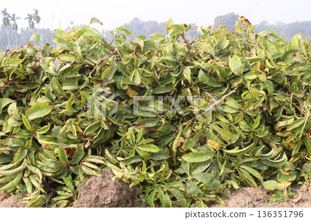 bombax ceiba root stock on field for harvest 136351796