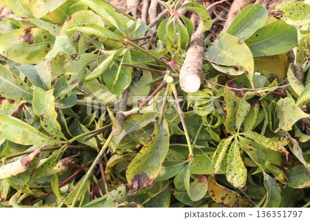 bombax ceiba root stock on field for harvest bombax ceiba root stock on field for harvest 136351797