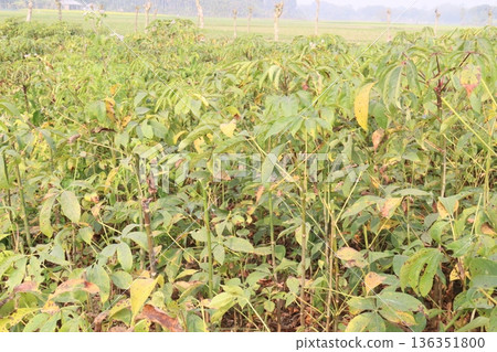 bombax ceiba root stock on field for harvest bombax ceiba root stock on field for harvest 136351800