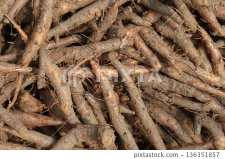 bombax ceiba root stock on shop for sell bombax ceiba root stock on shop for sell 136351857
