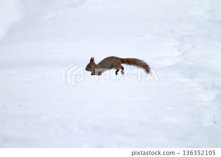 Hokkaido squirrels are active even in the snow and below freezing temperatures. Hokkaido squirrels are active even in the snow and below freezing temperatures. 136352105