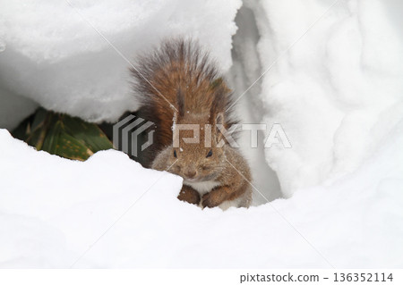 Hokkaido squirrels are active even in the snow and below freezing temperatures. 136352114