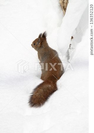 Hokkaido squirrels are active even in the snow and below freezing temperatures. 136352120