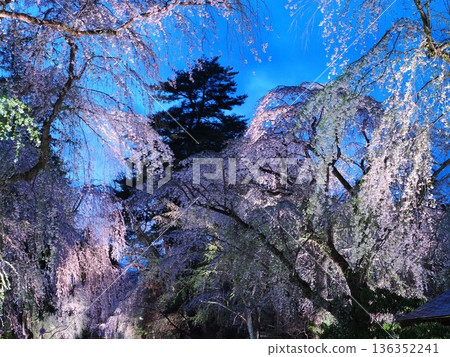 Spectacular night cherry blossoms along Samurai Residence Street, magic hour, and spring streets adorned with weeping cherry blossoms (Kakunodate) Spectacular night cherry blossoms along Samurai Residence Street, magic hour, and spring streets adorned with weeping cherry blossoms (Kakunodate) 136352241