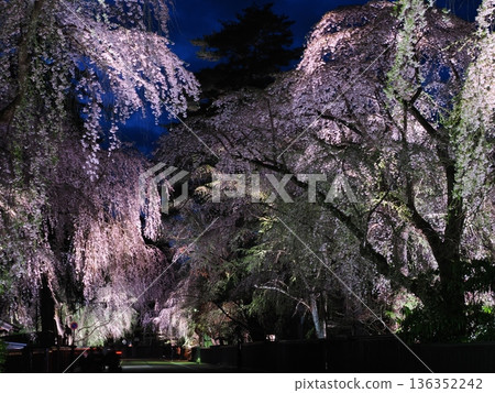 武士居所街上夜櫻盛開,景色壯觀;春日街道上垂枝櫻花點綴其間(角館) 武士居所街上夜櫻盛開,景色壯觀;春日街道上垂枝櫻花點綴其間(角館) 136352242