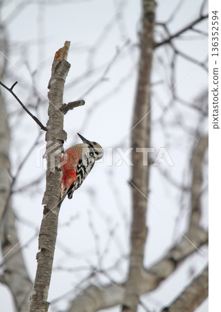 White-backed Woodpecker, Great Spotted Woodpecker, Great Spotted Woodpecker, Great Spotted Woodpecker, Hokkaido Wild Bird 136352594