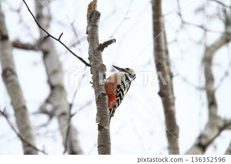 白背啄木鳥、大斑啄木鳥、大斑啄木鳥、大斑啄木鳥、北海道野鳥 136352596