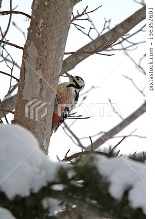 白背啄木鳥、大斑啄木鳥、大斑啄木鳥、大斑啄木鳥、北海道野鳥 136352601
