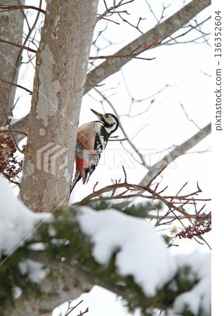 黑啄木鳥造成的損害,黑啄木鳥,啄木鳥,北海道野生鳥類 黑啄木鳥造成的損害,黑啄木鳥,啄木鳥,北海道野生鳥類 136352604