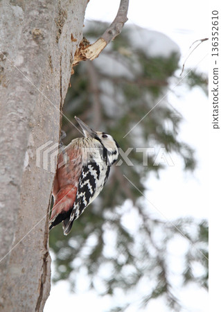 白背啄木鳥、大斑啄木鳥、大斑啄木鳥、大斑啄木鳥、北海道野鳥 136352610
