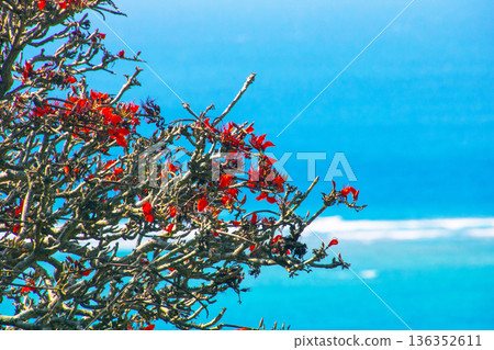 藍色的大海和迭戈花 藍色的大海和迭戈花 136352611