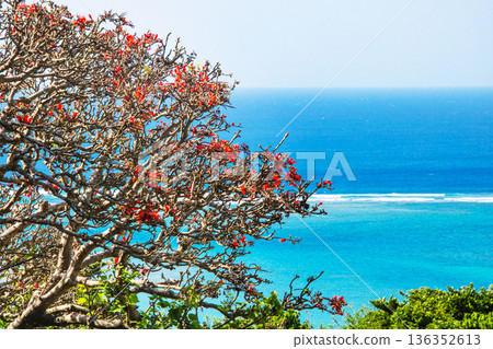 迭戈和美麗的大海 136352613