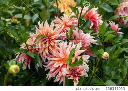 Coral Apricot Pink Rose Peach Dinnerplate AA Dahlia Blooming Macro. Dahlia named Labyrinth 136353033
