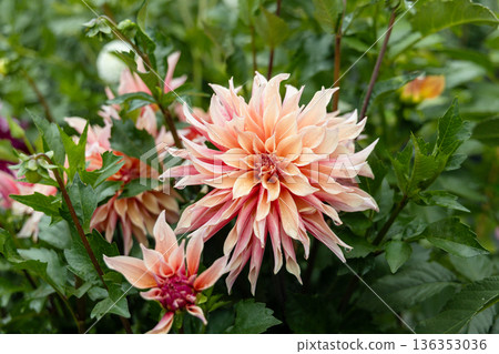 Coral Apricot Pink Rose Peach Dinnerplate AA Dahlia Blooming Macro. Dahlia named Labyrinth 136353036