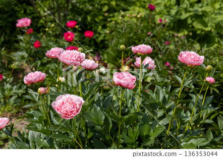 Pink double peony Etched salmon bloomed in summer Pink double peony Etched salmon bloomed in summer 136353044