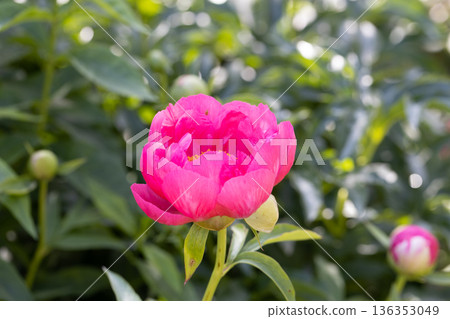 Paeonia Coral Fay plant growing in the garden. Paeonia officinalis 136353049