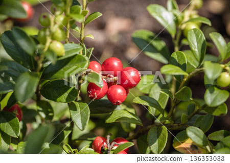 Vaccinium vitis-idaea Koralle in garden. Cowberry fruits close up Vaccinium vitis-idaea Koralle in garden. Cowberry fruits close up 136353088